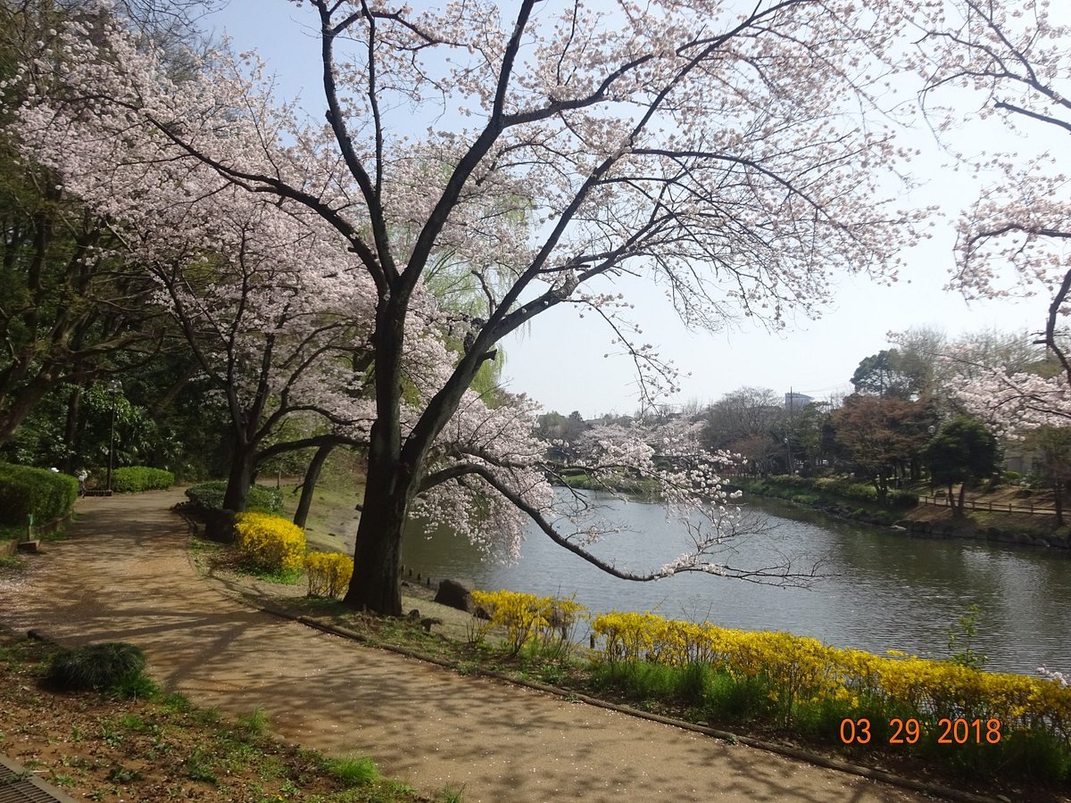 🏞️ 순채 연못 녹지(준사이이케료쿠치) 이미지 5